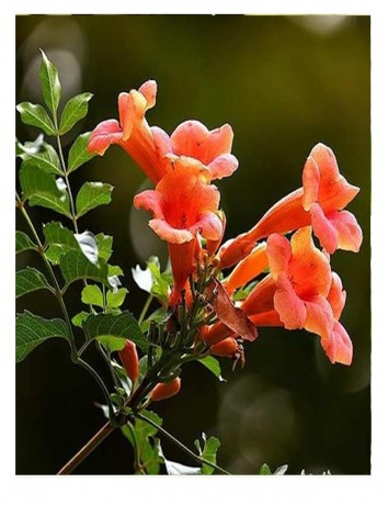 Acem Borusu (20-30 cm )