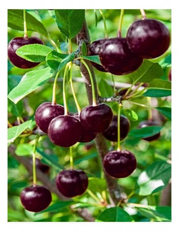 Afyon Vişne (2-3 yaş )