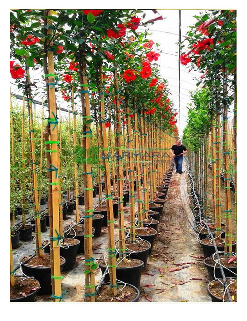 Çin Ağacı Gülü (30-40 cm ) 