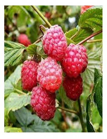 Aksu Pembesi Ahududu