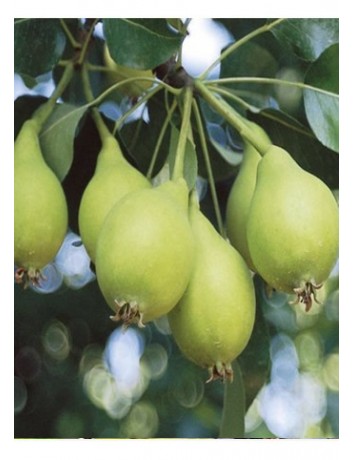 Akça Armut (2-3 yaş )