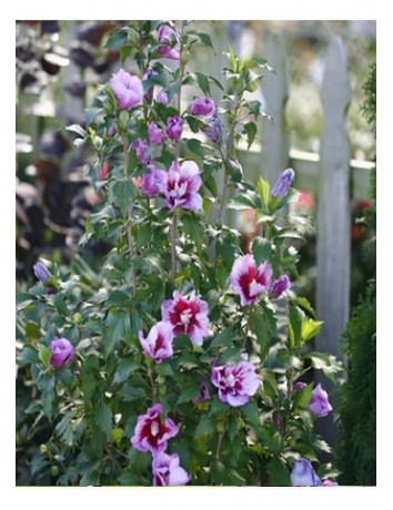 Alaca Gül Hatmi (50-70cm)