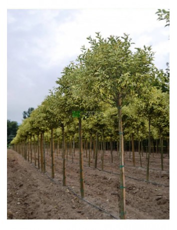 Alaca Ligüstrüm (100 Cm)