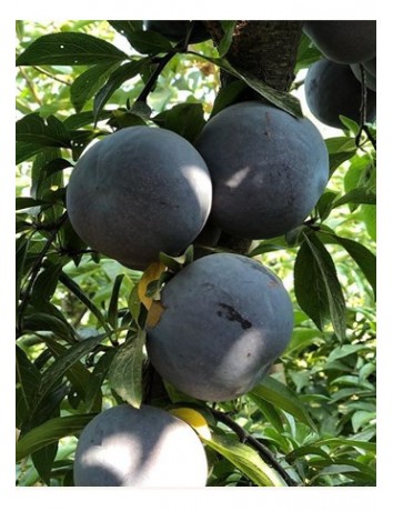 Black Dıemond Eriği (2-3 yaş )