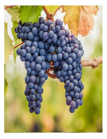 Alfonsa Üzüm (1-2 yaş )