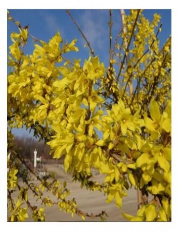 Altın çanak (70-90 cm)