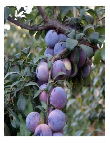 Anjelika Eriği (2-3 yaş )