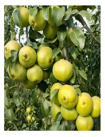 Ankara Armut (2-3 yaş)