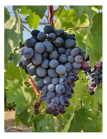 Antep Karası Üzüm
