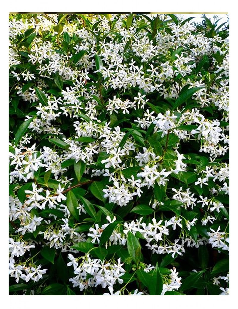 Arap Yasemini (30-50cm )