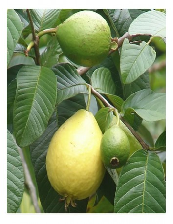 Armut Guava