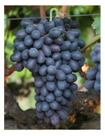 Autumn Royal Üzüm