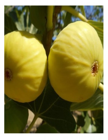 Aydın Lop İncir (2-3 yaş)