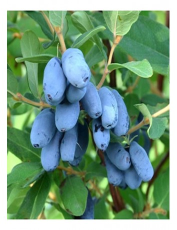 Bal Yemişi (Honey Berry Silginka)