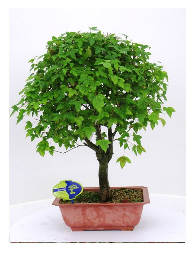 Buergerianum (70-90 cm )