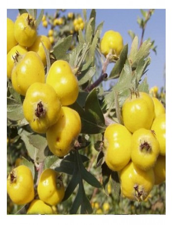 Belen Alıç (1 yaş)