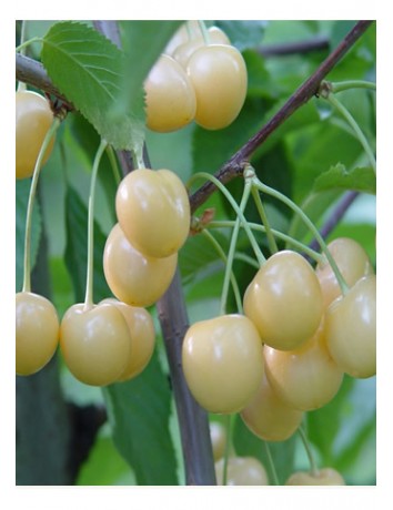 Beyaz Kiraz (2-3 yaş )