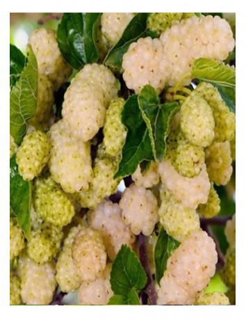 Beyaz Dut (2-3 yaş)