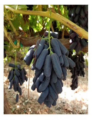 Black Finger Üzüm (1-2 yaş )