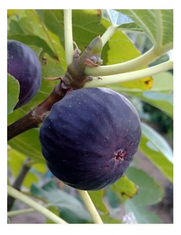 Bursa Siyah İnciri (2-3 ay)