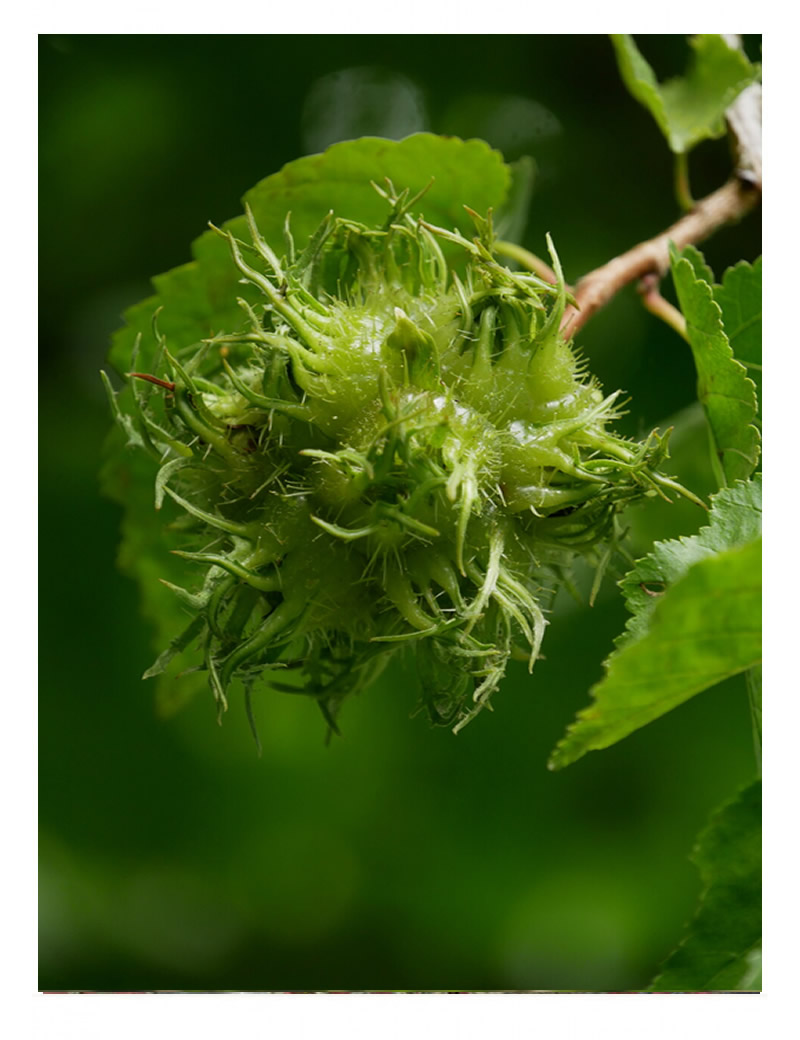 Corylus Colurna (2 yaş )