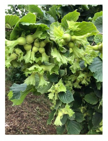 Aşılı Tek Ağaç Fındık (100 cm )