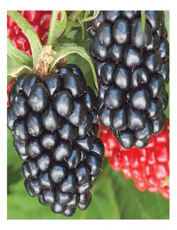 Dikensiz Böğürtlen