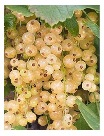 Beyaz Frenk Üzümü