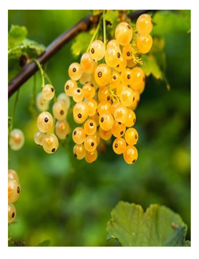 Sarı Frenk Üzümü