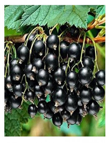  Siyah Frenk Üzümü 