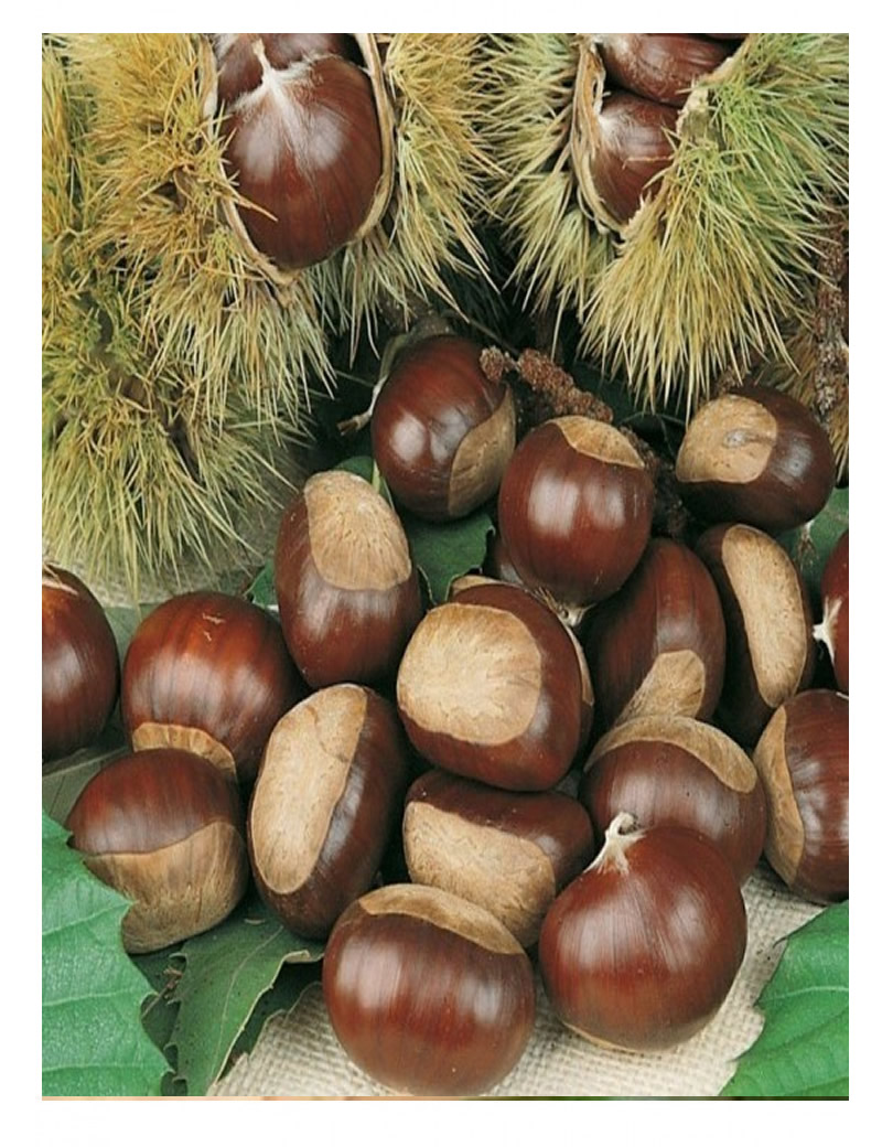 Işıklar Kestane (2-3 yaş)