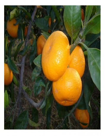 Mandalina Rize (2-3 yaş)