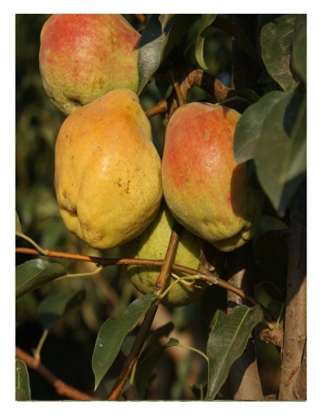 Armut Margarit (2-3 yaş )