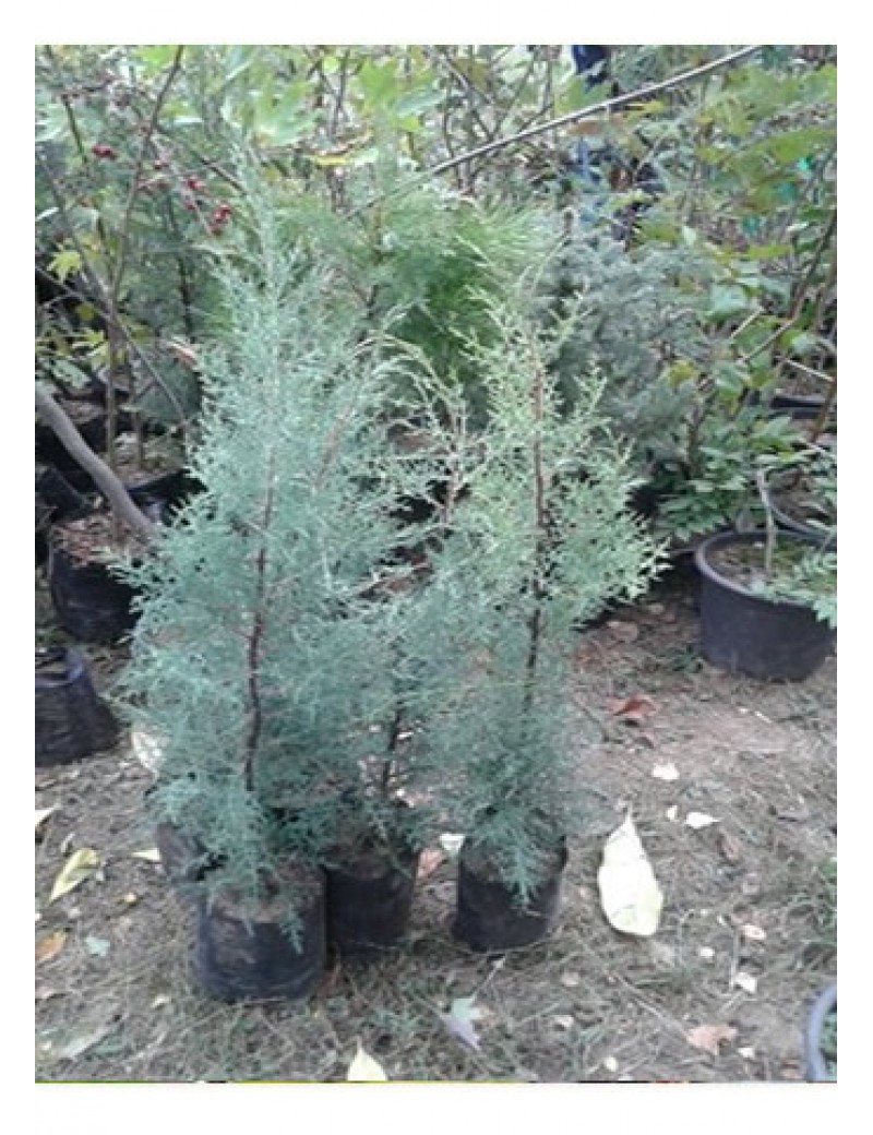 Mavi Servi (60-90 cm)