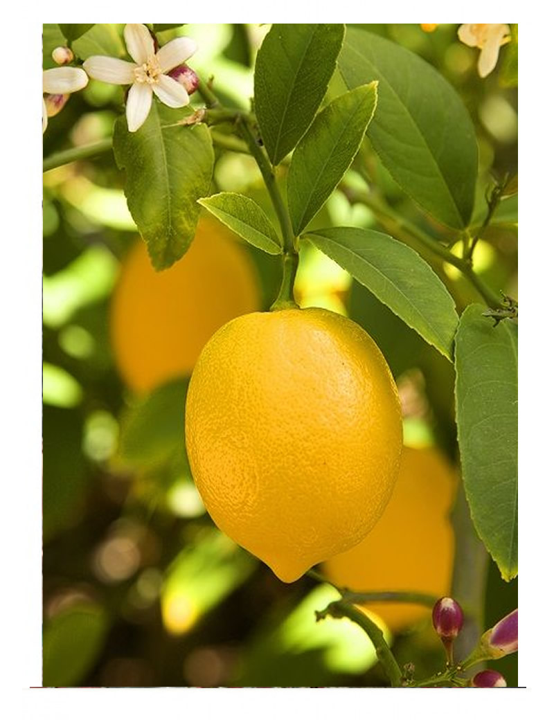 Mayer Limon (2-3 yaş )