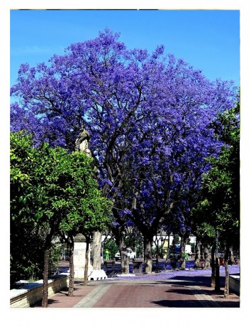 Ağaç Menekşe (30-50 cm )