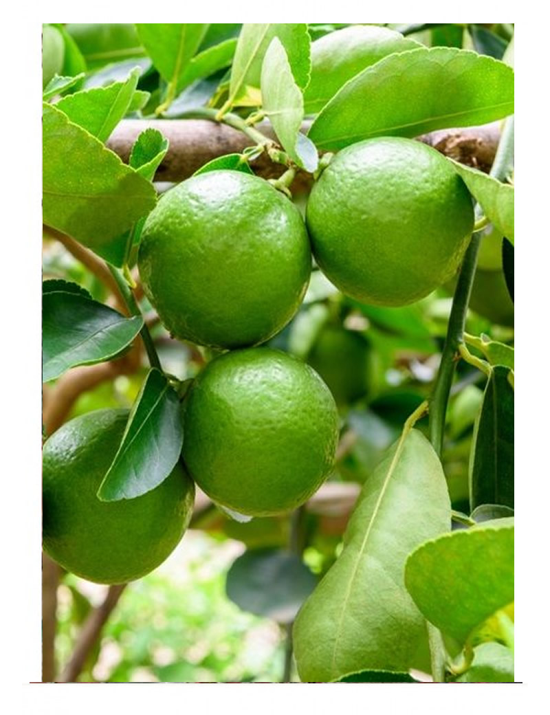 Misket Limon (2-3 yaş )