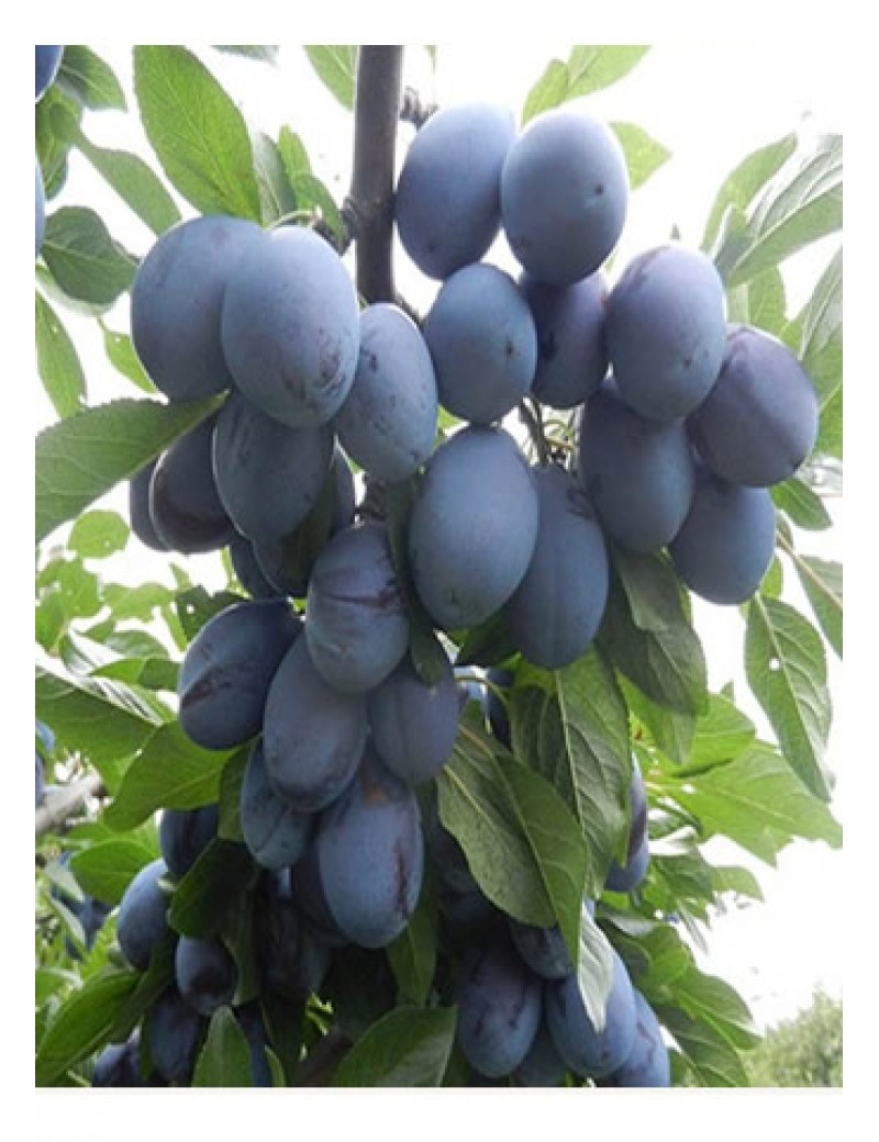 Mürdüm Eriği (2-3 yaş)