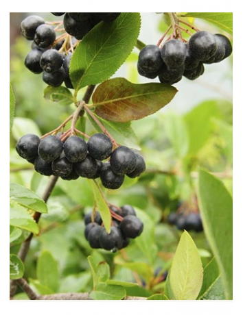 Aronya (Nero) - Doku Kültürü Üretimi