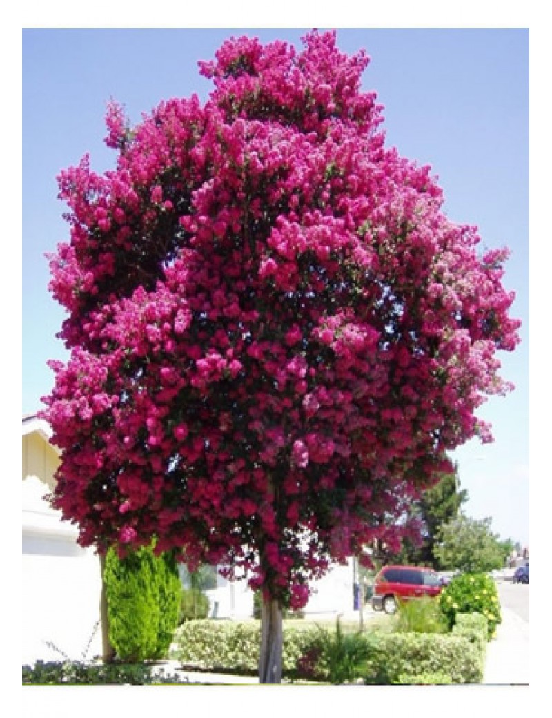 Oya Ağacı (40-50 cm)