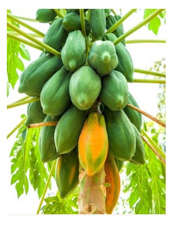 Papaya