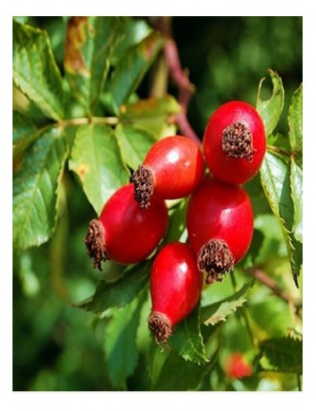 Rosa Canina Kuşburnu