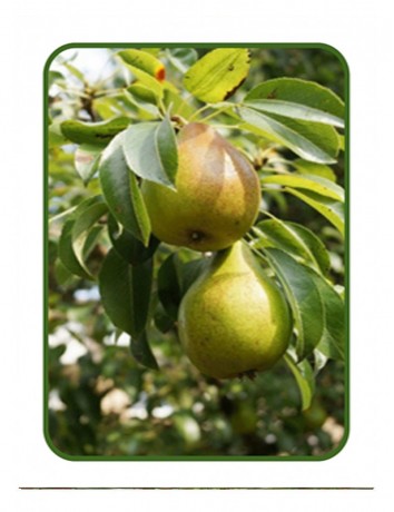 Armut Eğrisap (2-3 yaş )