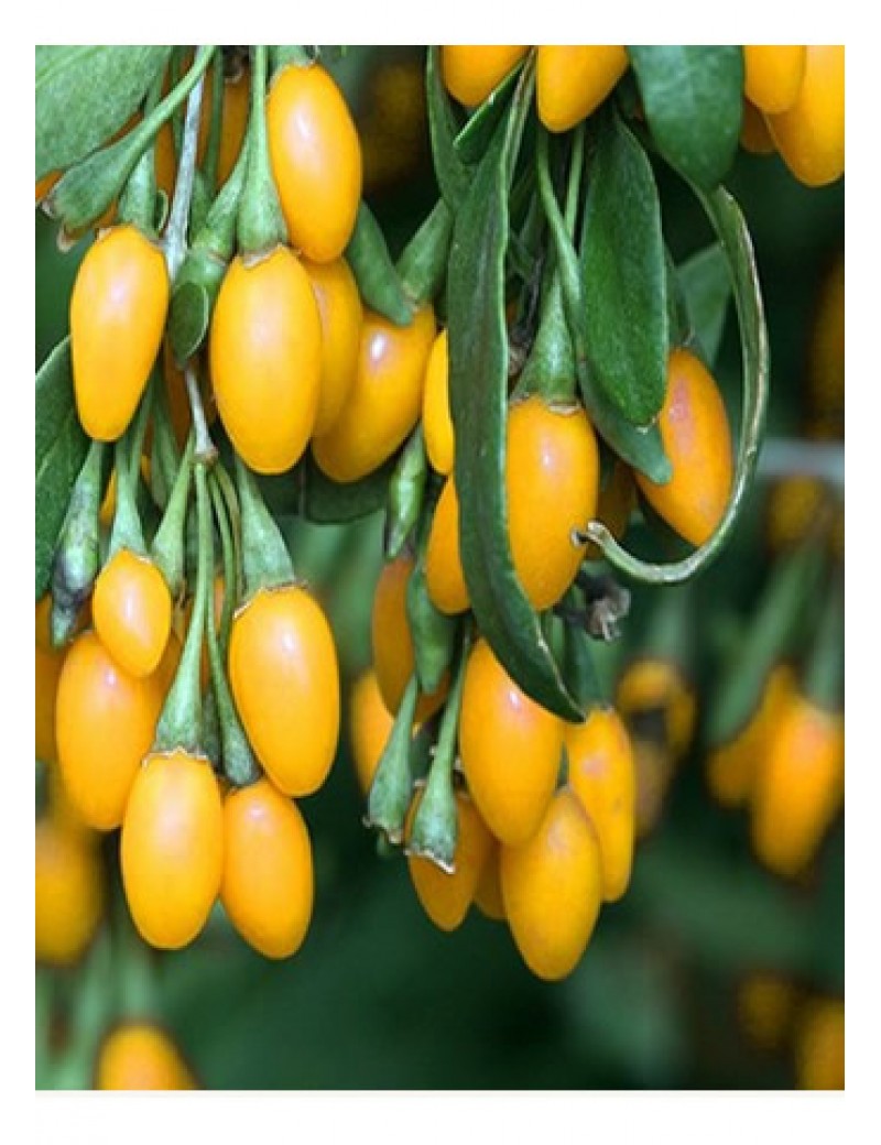 Sarı Goji Berry