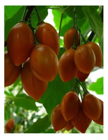 Tamarillo Domates Fidanı