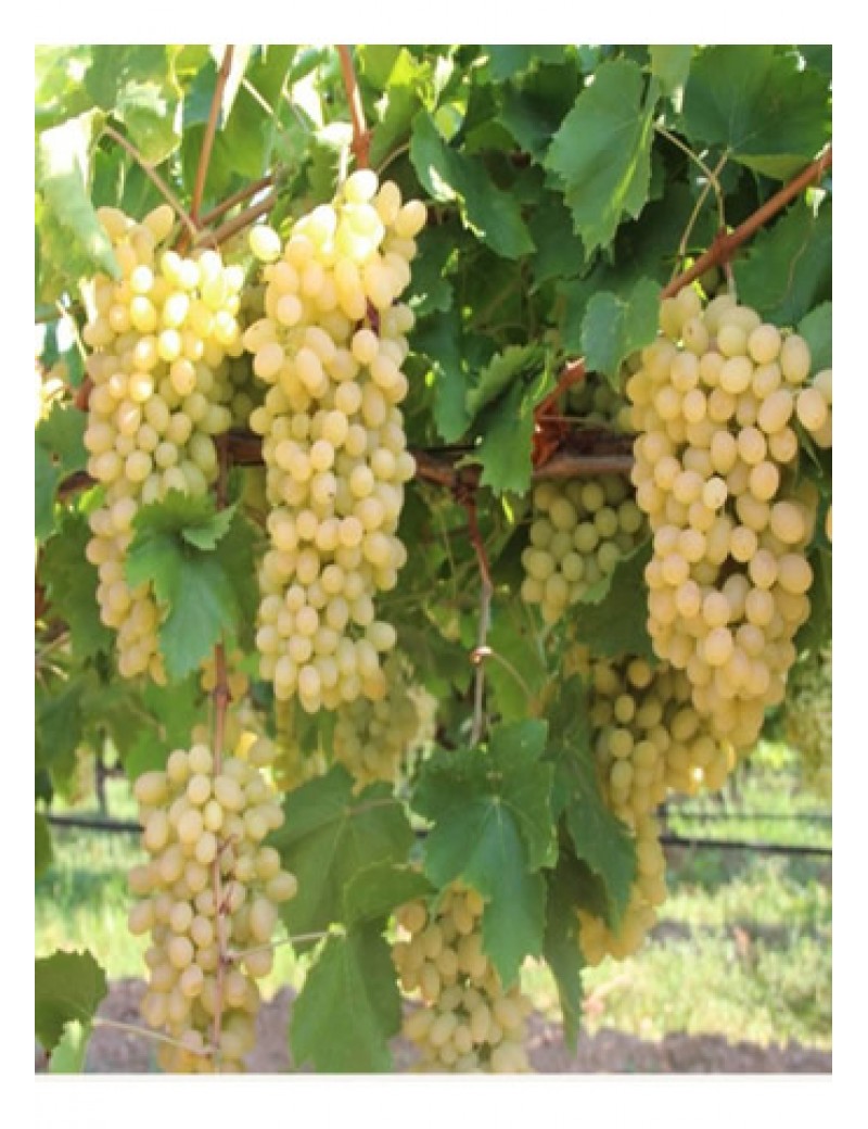 Thomsan Üzüm (1-2 yaş)