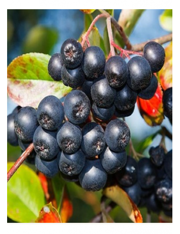 Aronya (Viking) - Doku Kültürü Üretimi