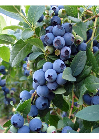 Yaban Mersini (Blue Berry) - Doku Kültürü Üretimi