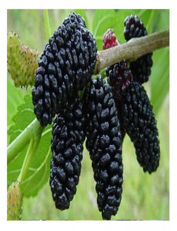 Avusturya Yediveren Dut (2-3 yaş)